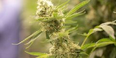 Gesundheit: Lauterbach plant Gutachten zu Cannabis-Legalisierung