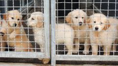 Tierschützer warnen: "Der illegale Handel mit Haustieren blüht"