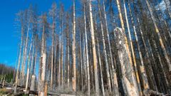 Klimawandel: Dem deutschen Wald geht so schlecht wie noch nie
